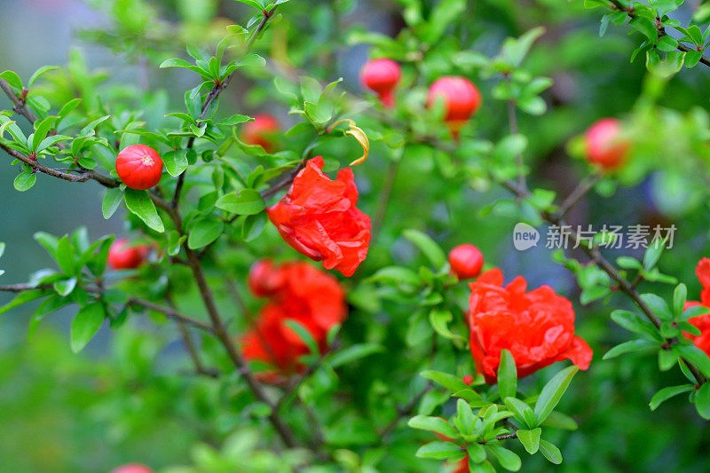 石榴/石榴:花和果实